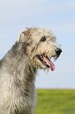 IRISH WOLFHOUND 197